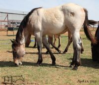 WYO Bones MA's 2021 Dun Roan Filly
